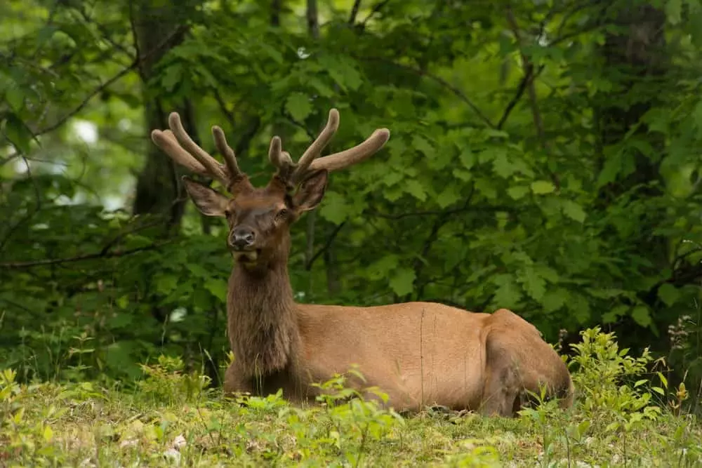 Elk in the Great Smoky Mountains National Park.