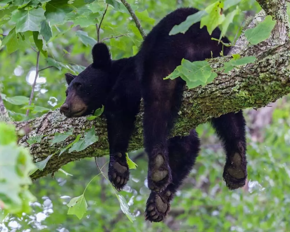 A black bear sleeping in a tree in the Great Smoky Mountains National Park