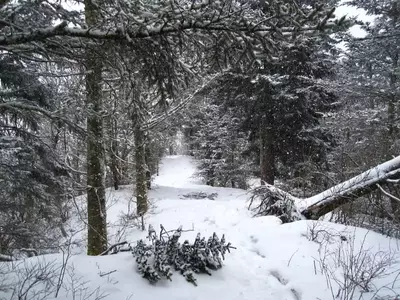 Smoky Mountains in winter.