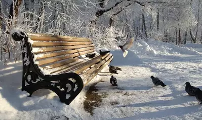Snow covered bench with birds surrounding it