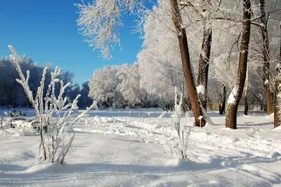 Forest covered in inches of snow