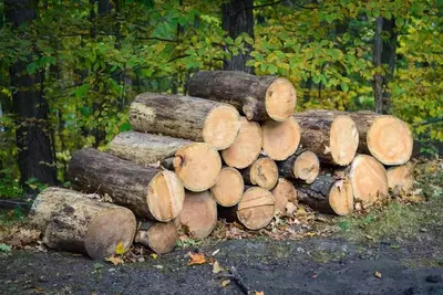 Smoky Mountain firewood