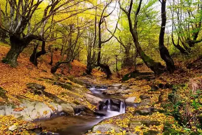 fall leaves on the ground in the Smoky Mountains