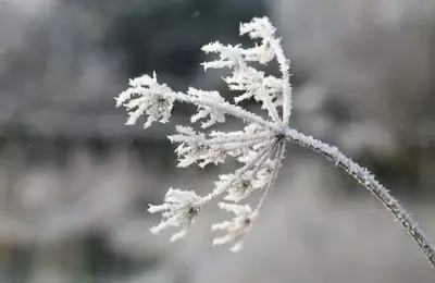 ice flowers in the Smoky Mountains