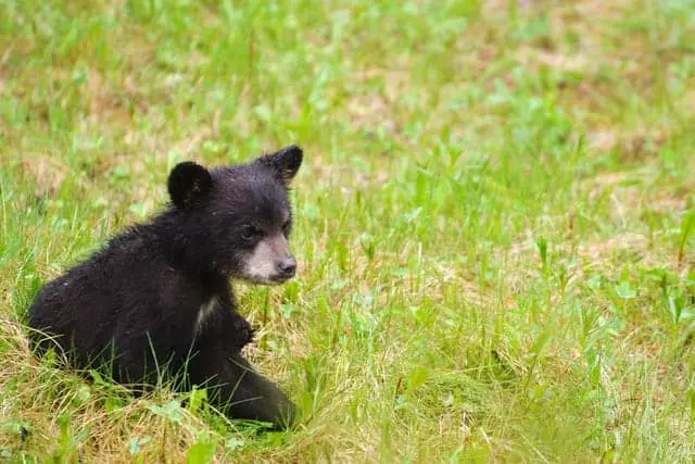 Smoky Mountian black bear cub