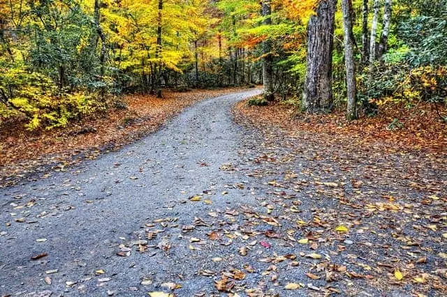 road covered by leaves in the Smoky Mountains.