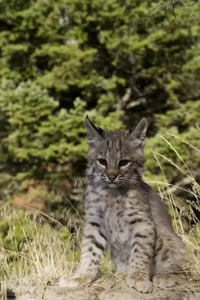 bob cat kitten at Ober Gatlinburg ski resort