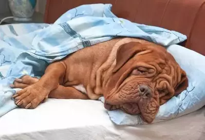 dog laying in pet friendly Pigeon Forge cabin