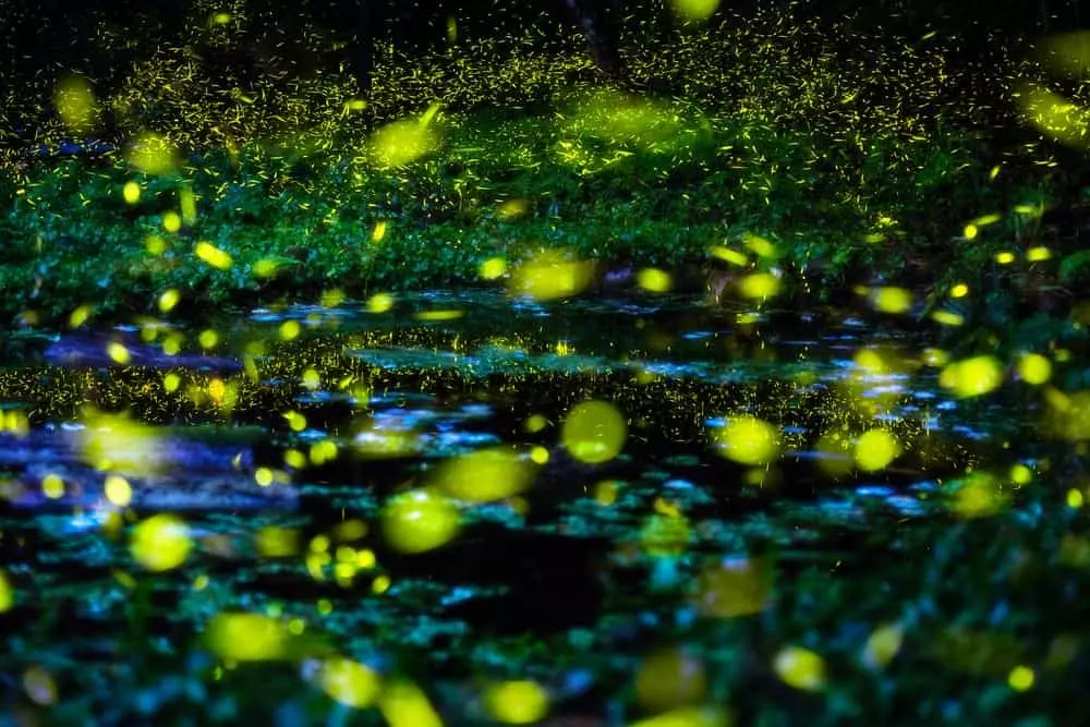 fireflies lighting up open field
