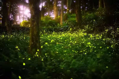 fireflies in forest