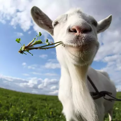 Goat eating grass on the meadow