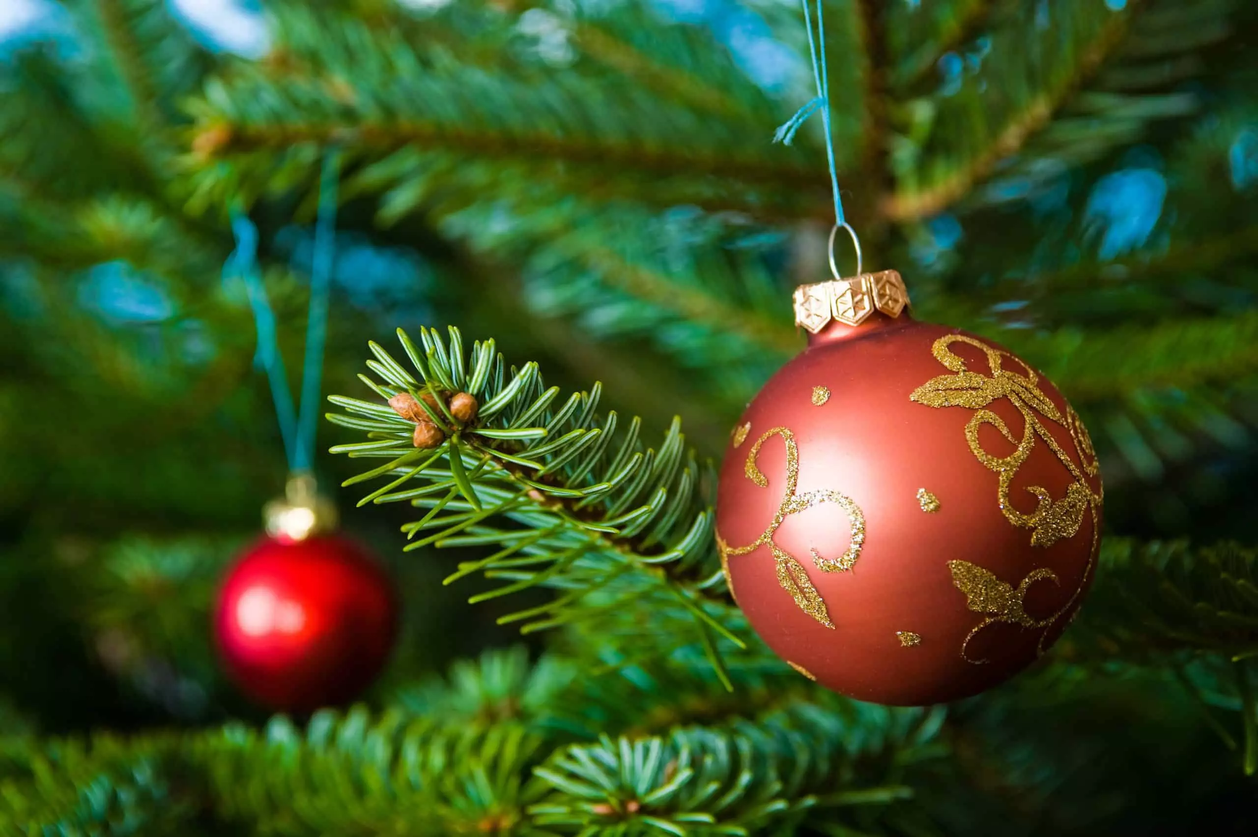 Two red Christmas ornaments on Christmas tree branch