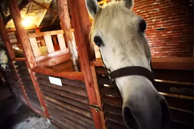 White horse in stable