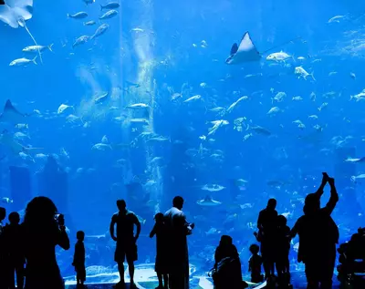 People watching fish at aquarium