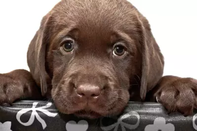 Chocolate lab puppy