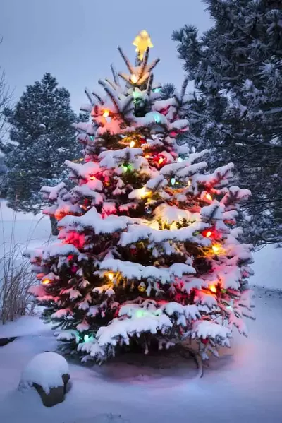Decorated Christmas tree in the snow