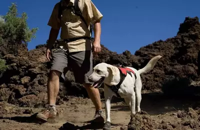 dog hiking in the Smokies