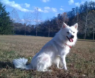 If you are taking your adorable dog on vacation, make sure to take advantage of Gatlinburg pet friendly walking trails!