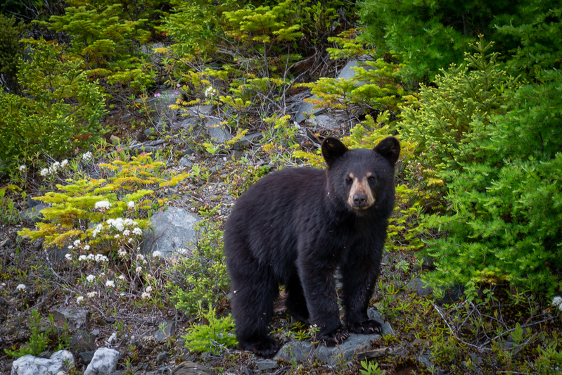 wildlife