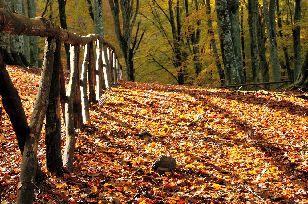Path covered in fall leaves in the Smoky Mountains.