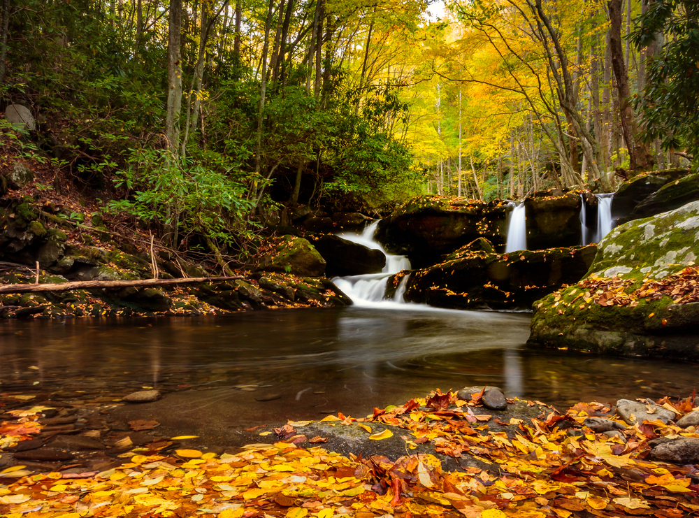 Stream-covered-in-fall-leaves-in-the-Smoky-Mountains