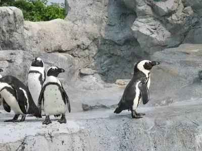 penguins at Gatlinburg aquarium