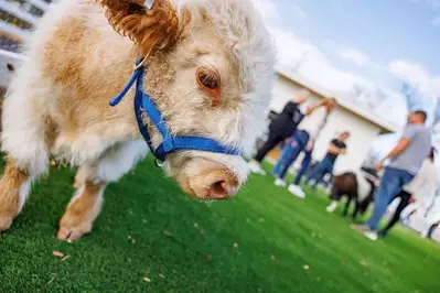 skyland ranch animals