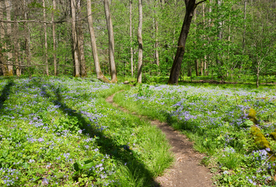 Spring wildflowers in the Great Smoky Mountains.