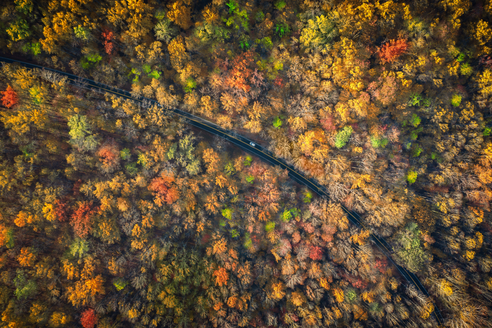 aerial view of road through Smoky Mountain fall foliage