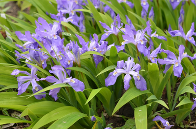 custer of dwarf crested iris wildflowers
