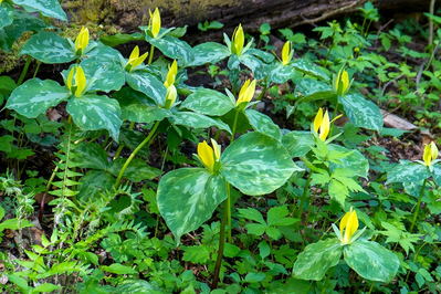 yellow trillium wildflowers in the Smoky Mountains