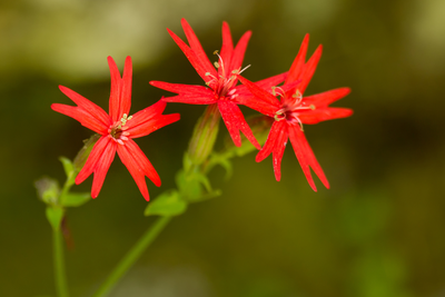 cluster of 3 fire pink wildflowers