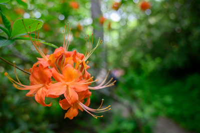 Flame Azalea in Smoky Mountains