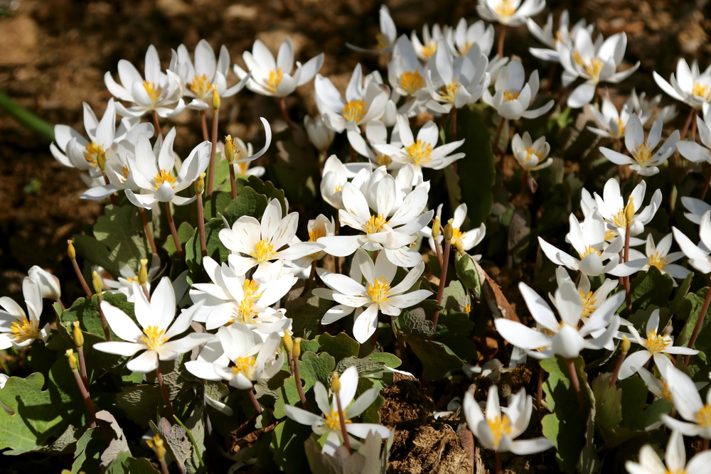 bloodroot wildflowers