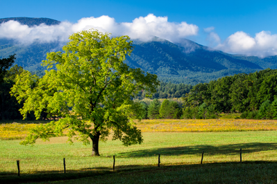 cades cove in great smoky mountains national park
