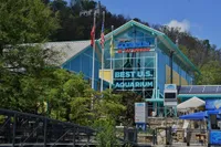 Ripley's Aquarium is one of the best Gatlinburg attractions