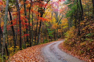 rich mountain road is one of the less crowded Smoky Mountain scenic drives