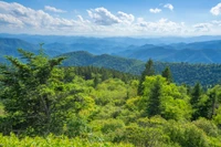 view during summer in the smokies