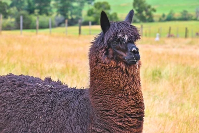 the llama trek is one of the top attractions in the Smoky Mountains off the beaten path