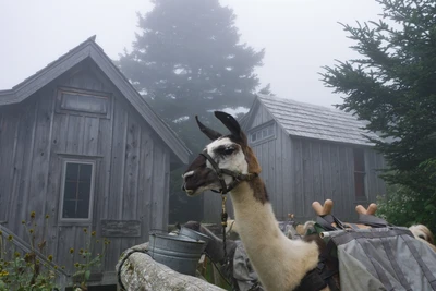 seeing llamas on the trail is one of the unusual things to do in Gatlinburg TN