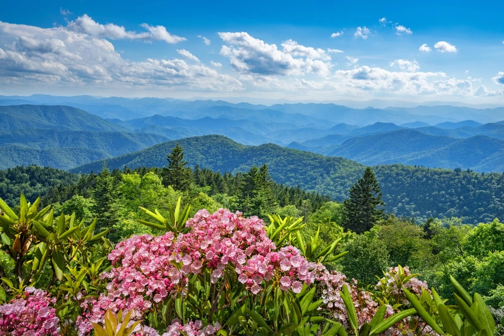 spring flowers and view on a Smoky Mountain vacation