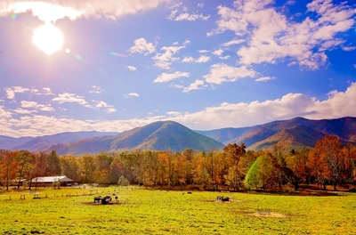 cades cove loop road is full of Smoky Mountain fall foliage