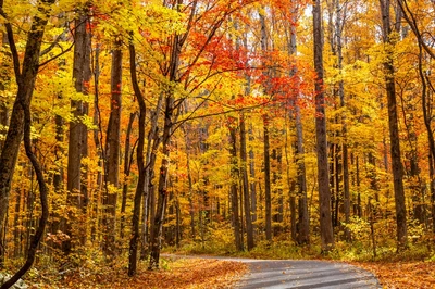 roaring fork motor nature trail is full of Smoky Mountain fall foliage
